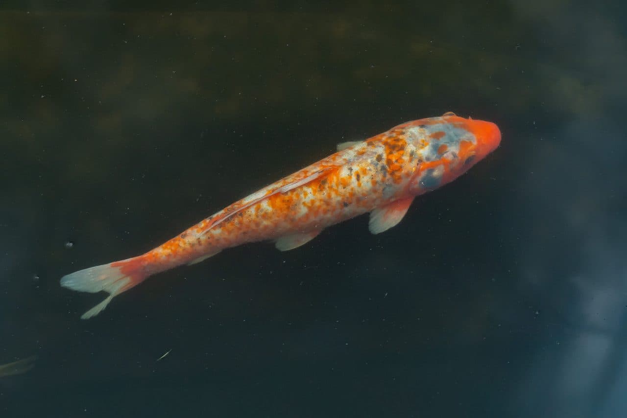Koi — Koi — photo by Charles Haacker (Pexels)