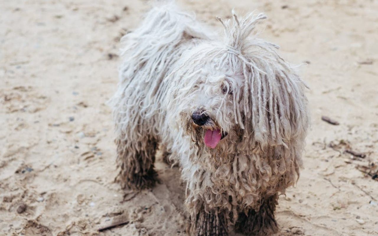 Komondor