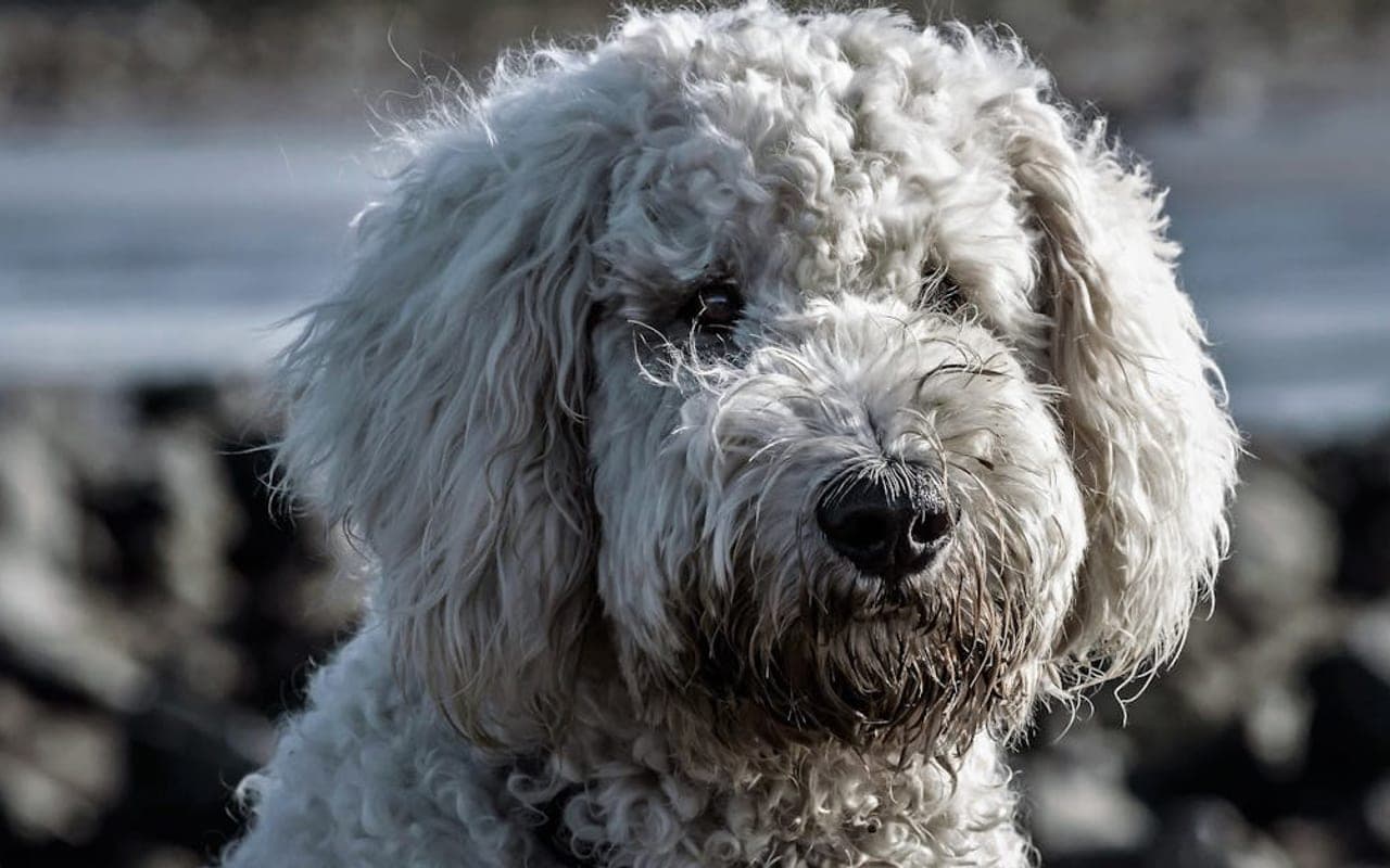 Komondor — gallery 2