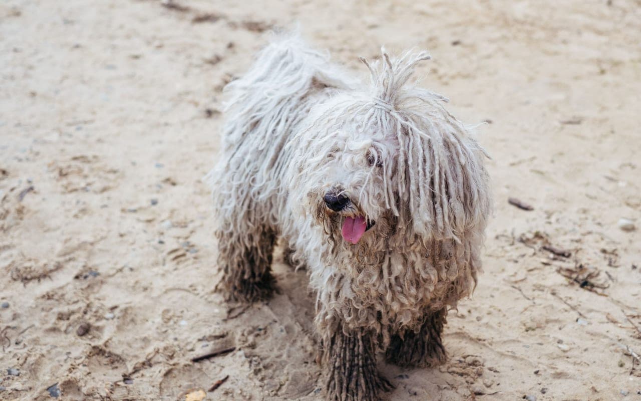 Komondor — photo by freestocks.org (Pexels)