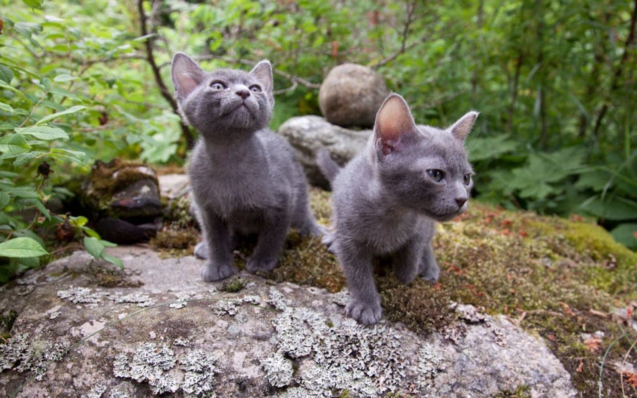 Korat cat breed portrait