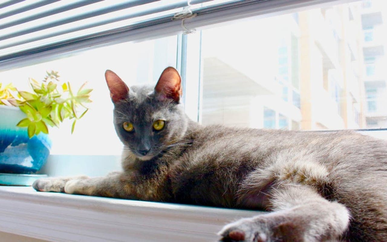 Korat — gallery 2