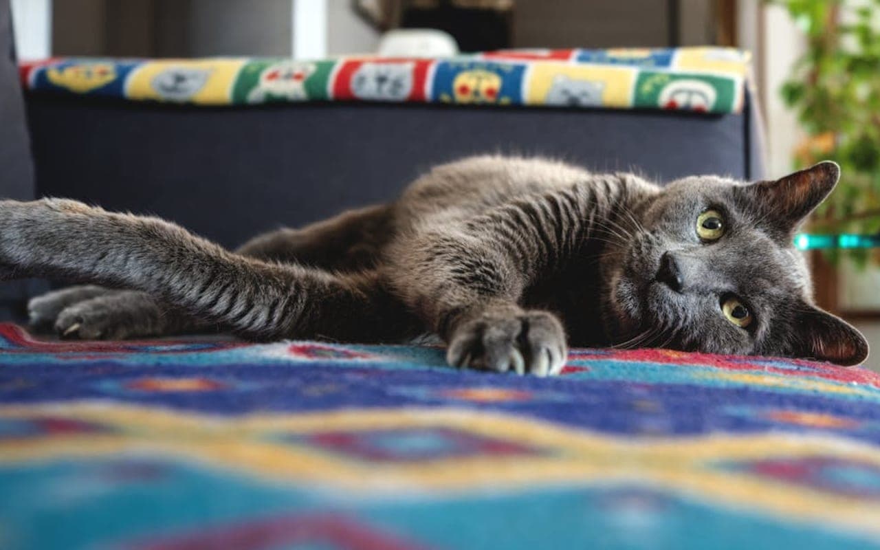 Korat — gallery 3