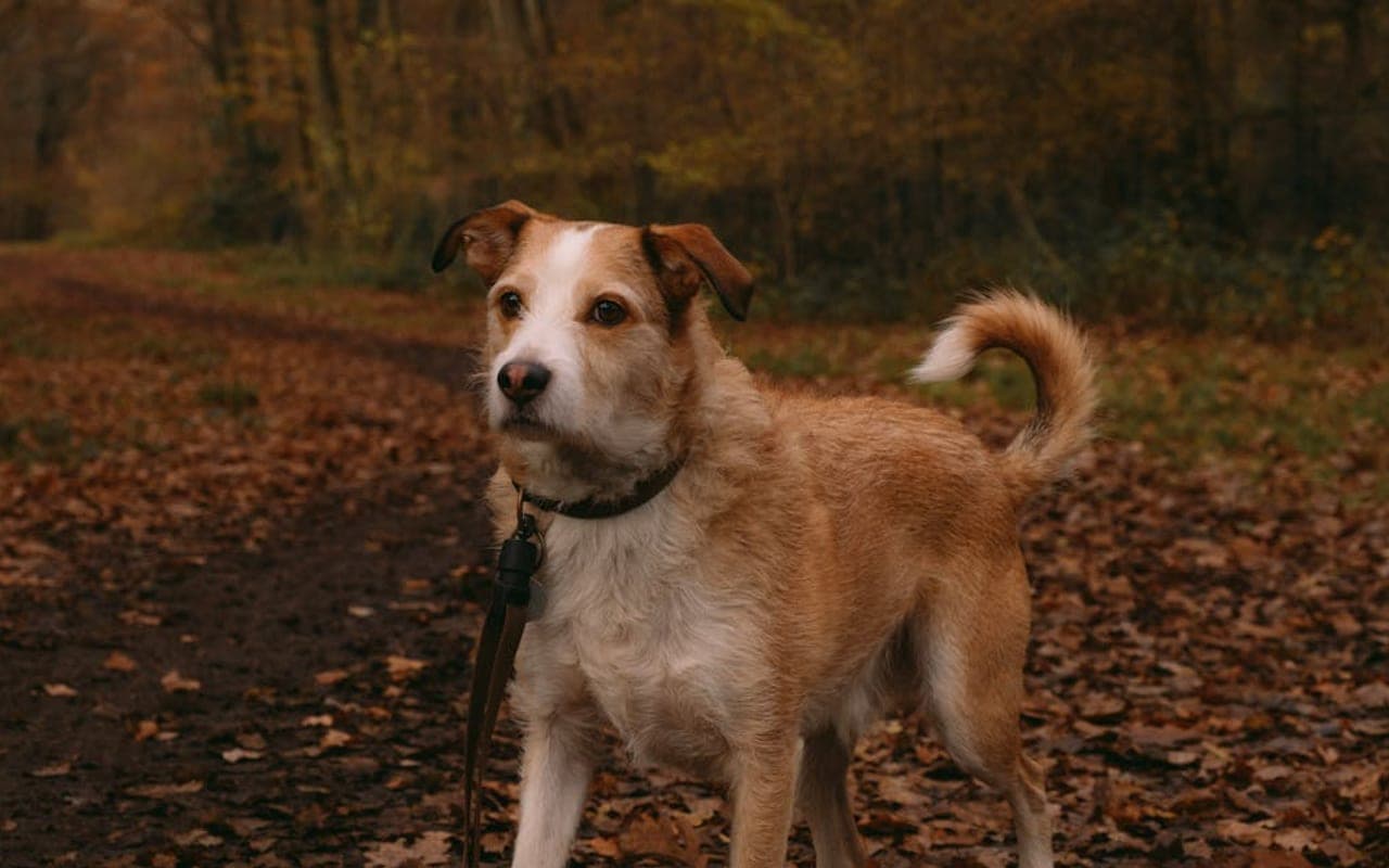 Kromfohrlander dog breed portrait