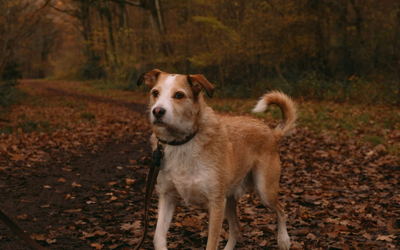 Kromfohrlander — photo by Mathias Reding (Pexels)