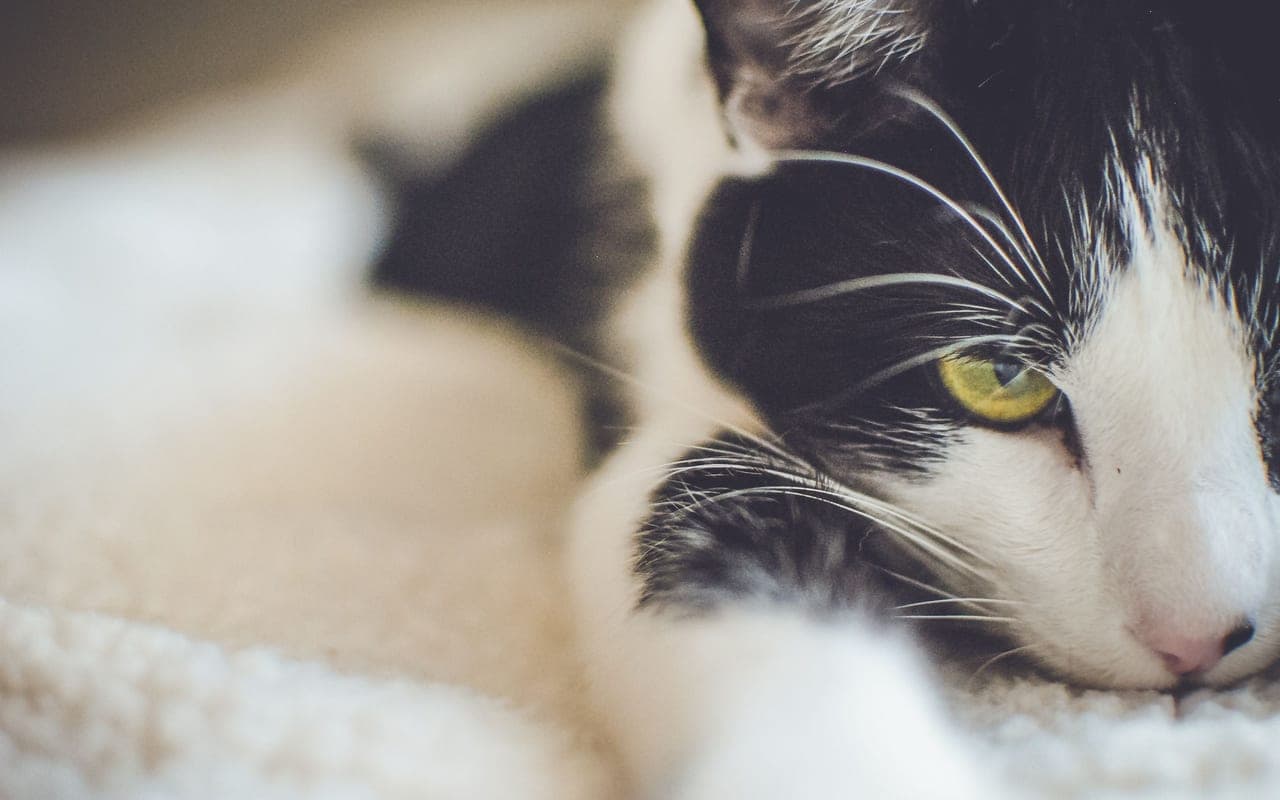 Kurilian — photo by Brit (Pexels)