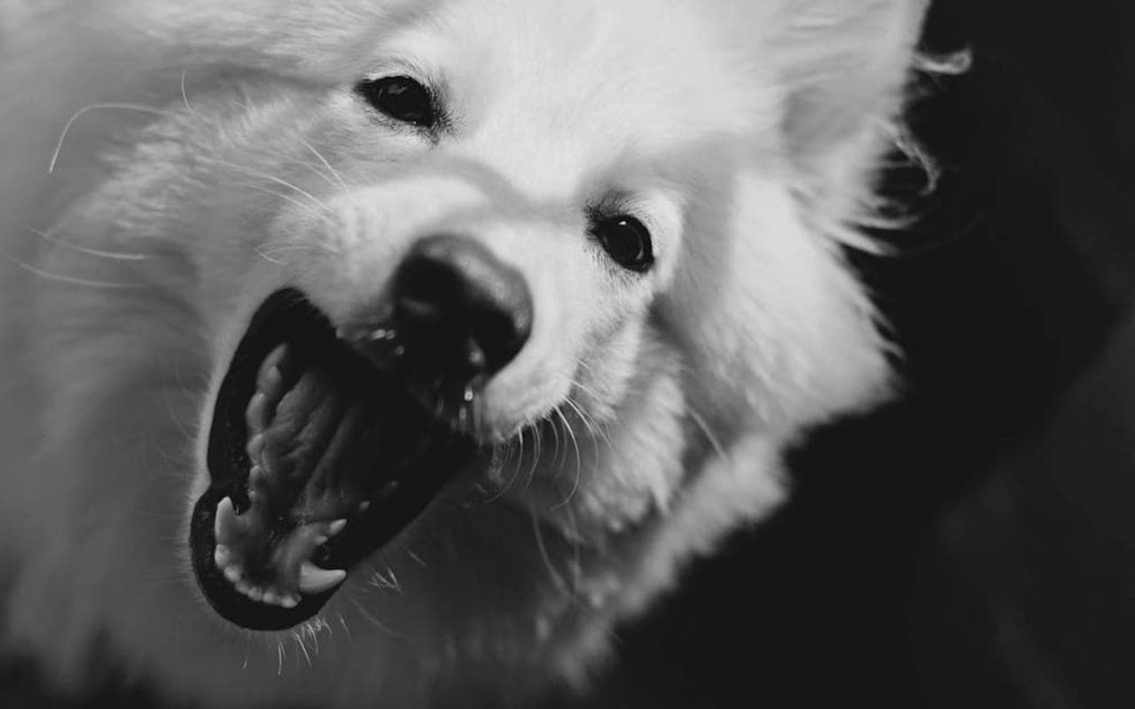 Kuvasz