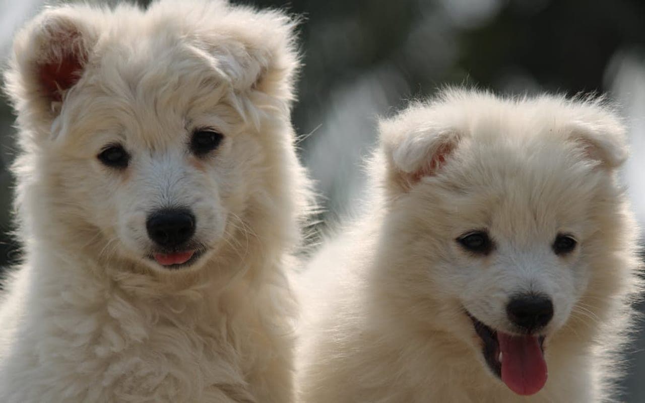 Kuvasz — gallery 2