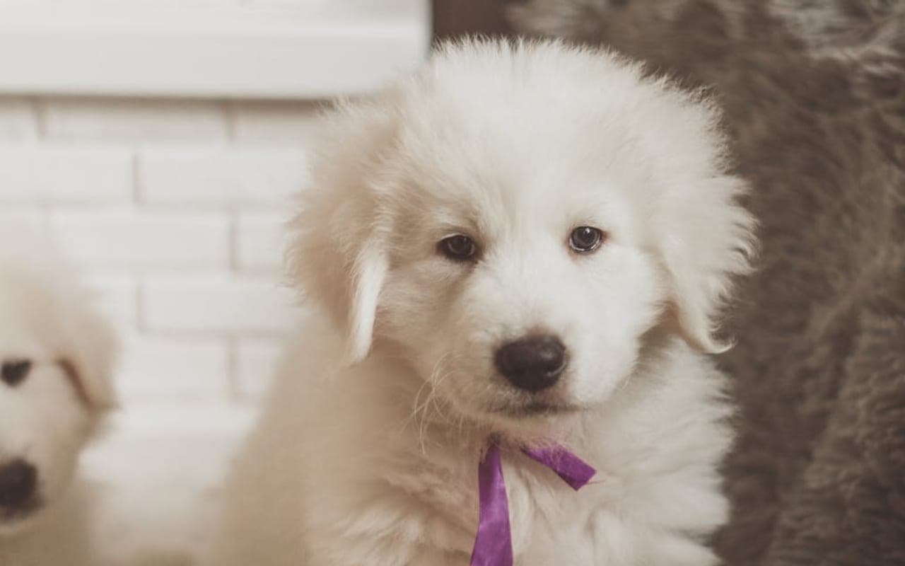 Kuvasz — gallery 3