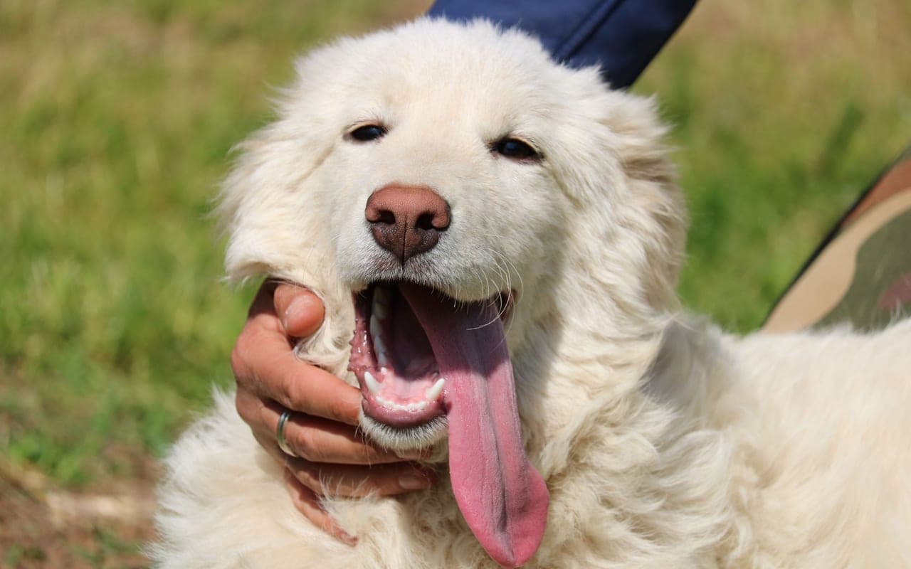 Kuvasz — photo by La Fattoria di Tobia Rifugio per Animali (Pexels)