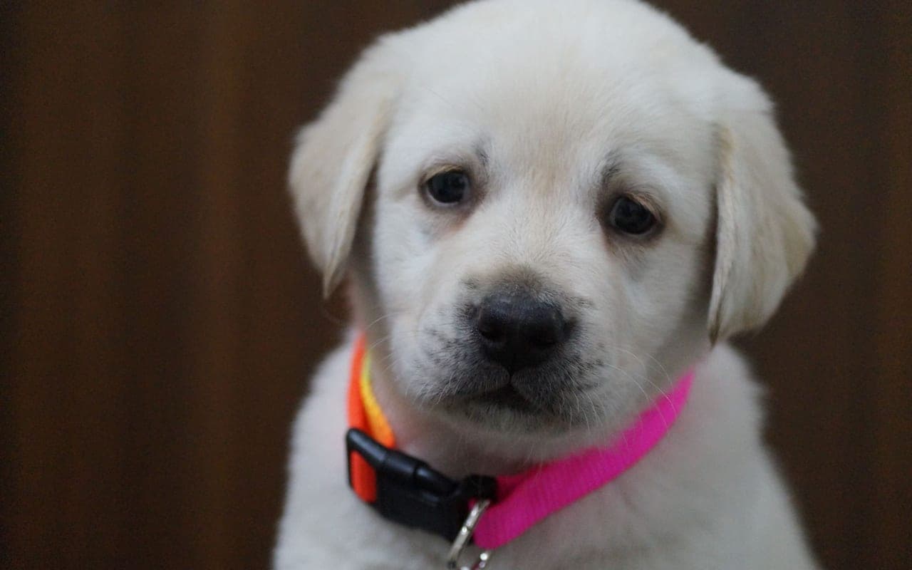 Labrador Retriever dog breed