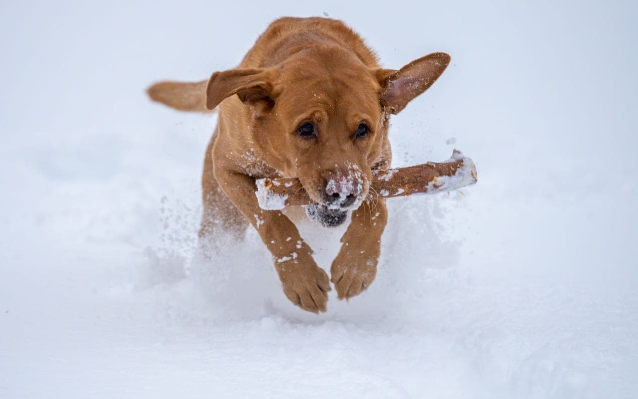 Labrador Retriever — photo by Jani Kantokoski (Pexels)