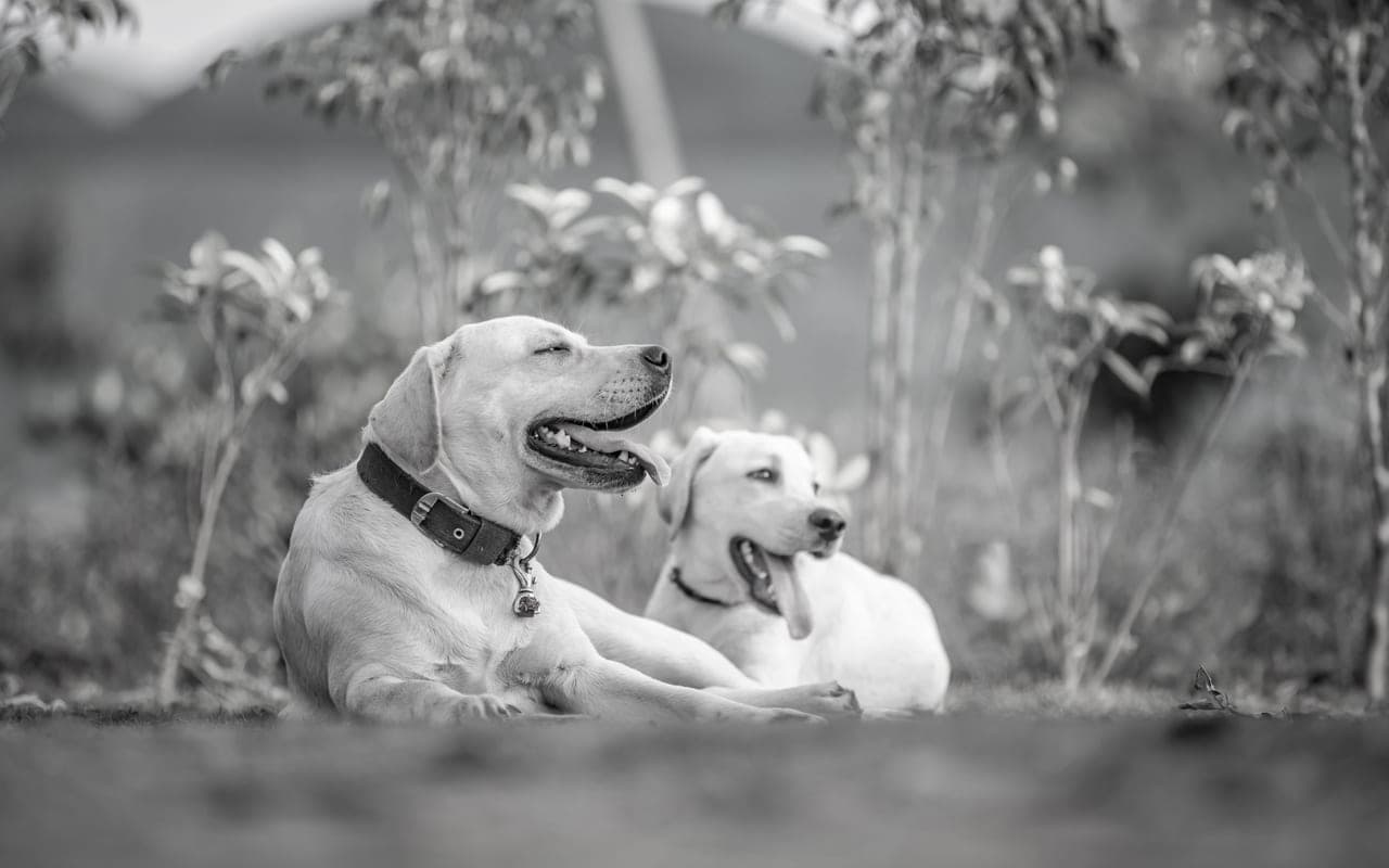 Labrador Retriever — photo by Anil Sharma (Pexels)