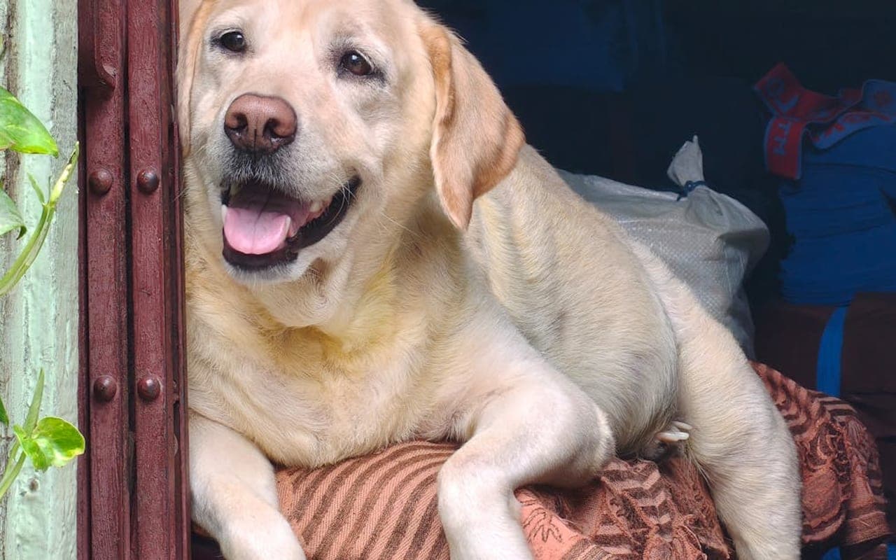 Labrador Retriever — gallery 4