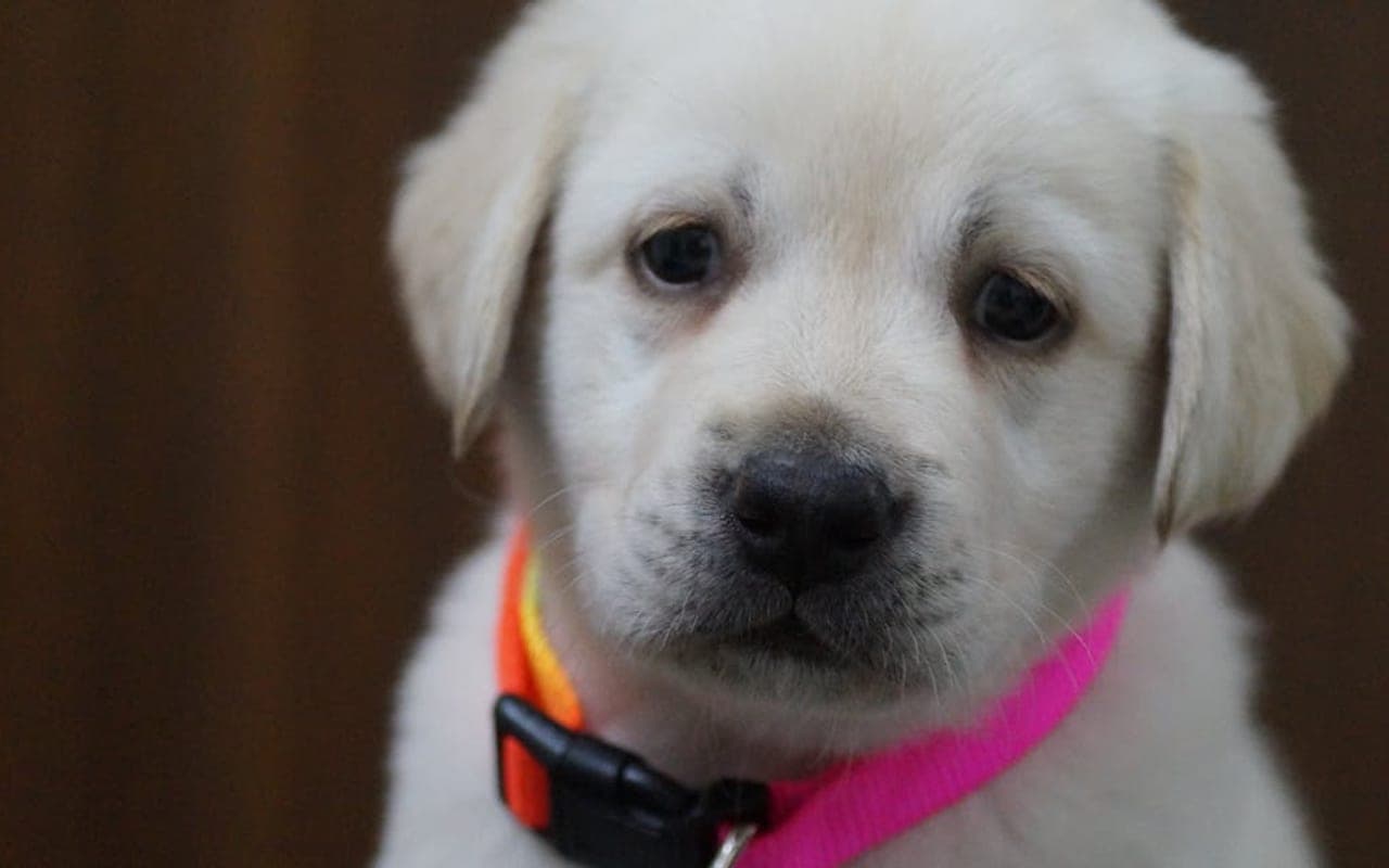 Labrador Retriever — gallery 5