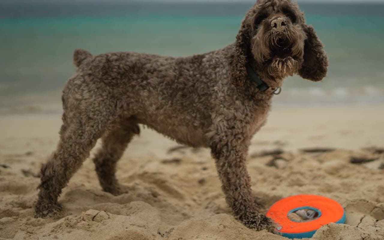 Lagotto Romagnolo