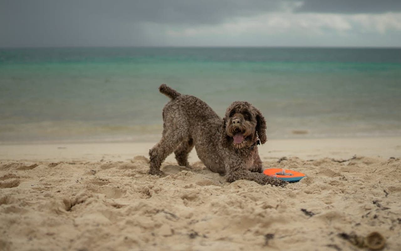 Lagotto Romagnolo — gallery 2