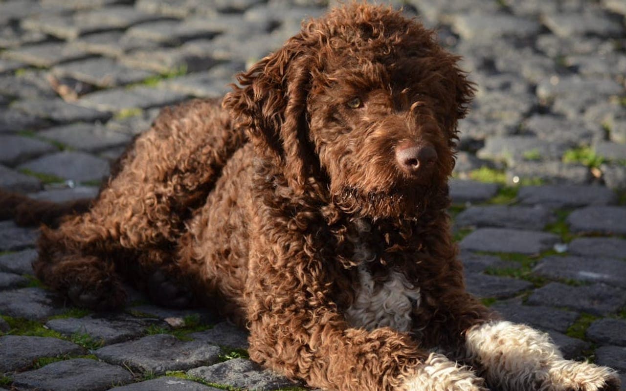 Lagotto Romagnolo — gallery 3