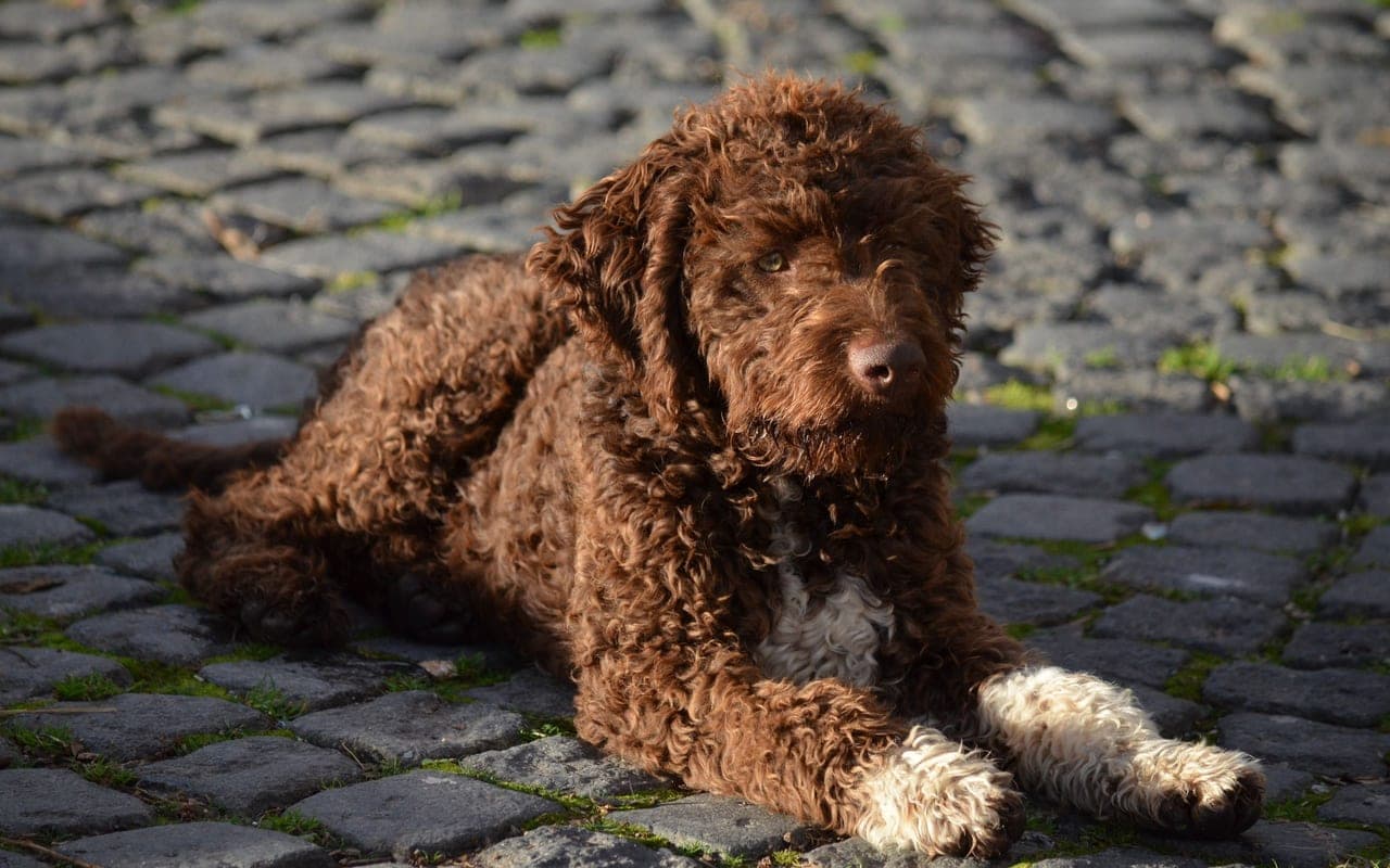 Lagotto Romagnolo — photo by Ercan Evcimen (Pexels)
