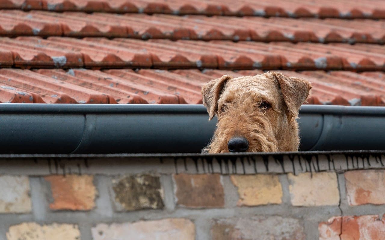 Lakeland Terrier — photo by Gundula Vogel (Pexels)