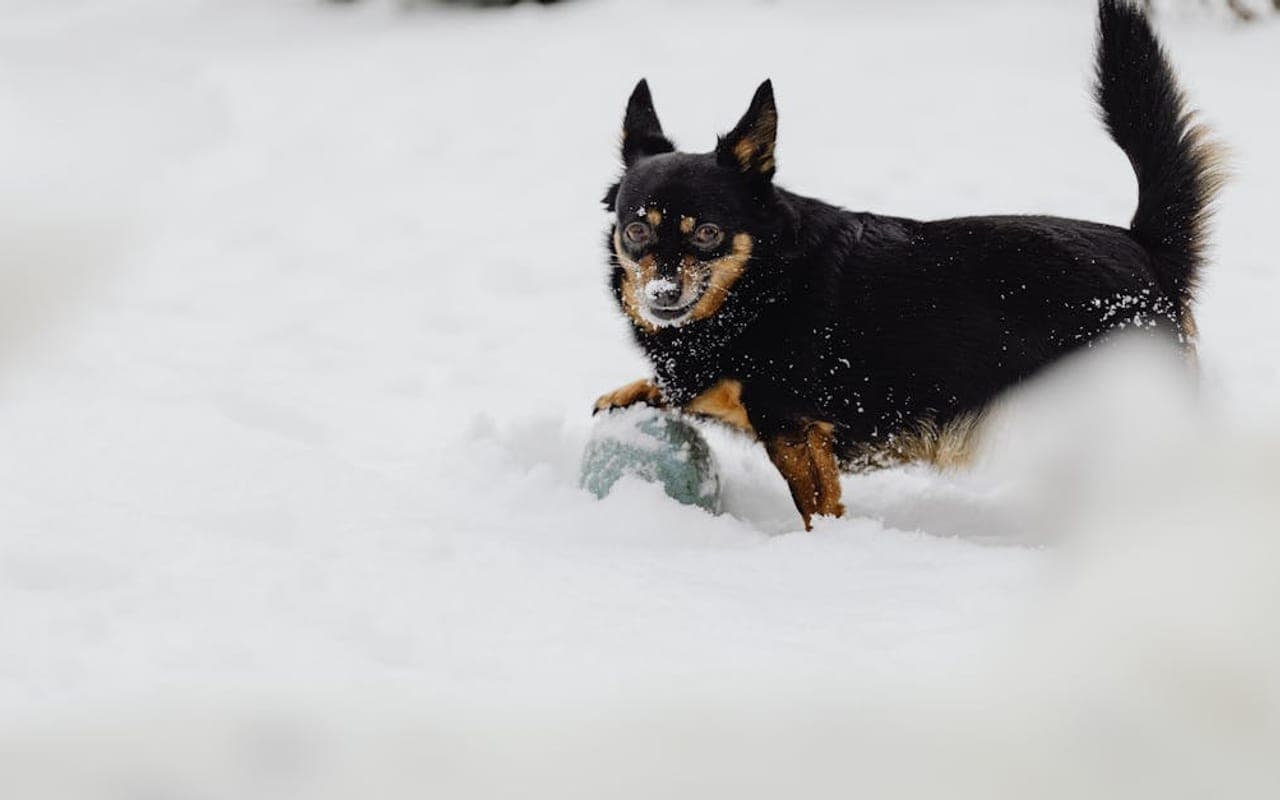 Lancashire Heeler