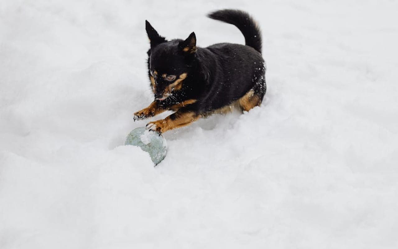 Lancashire Heeler — gallery 2