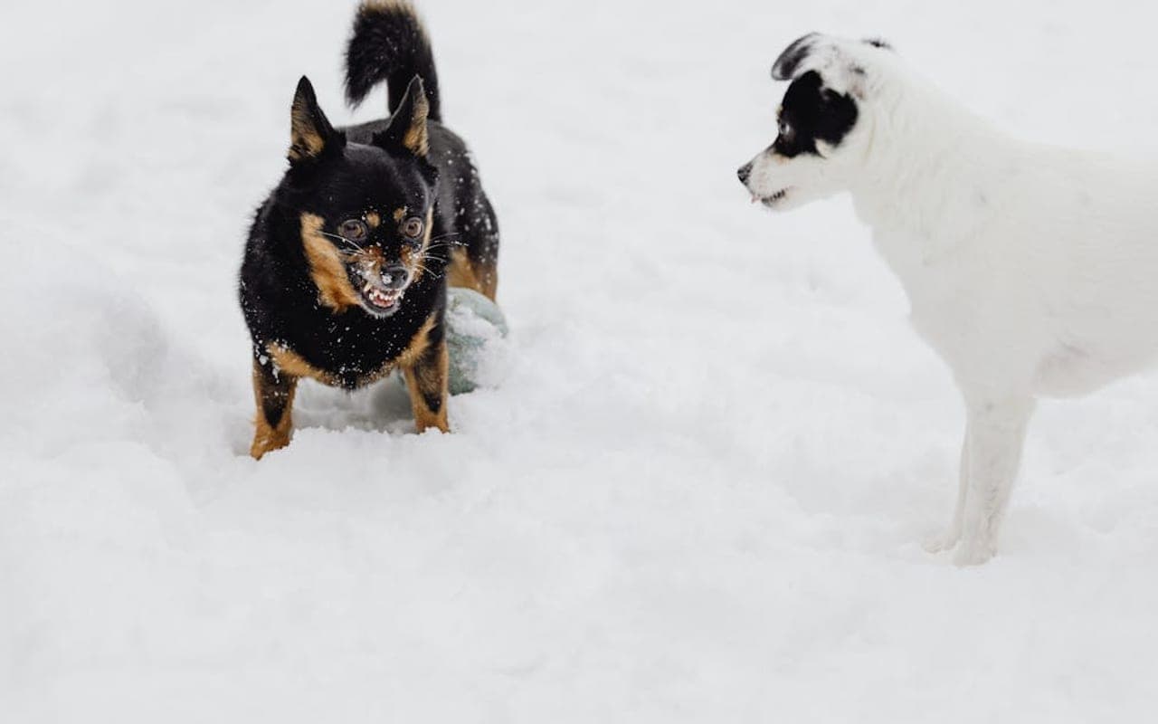 Lancashire Heeler — gallery 3