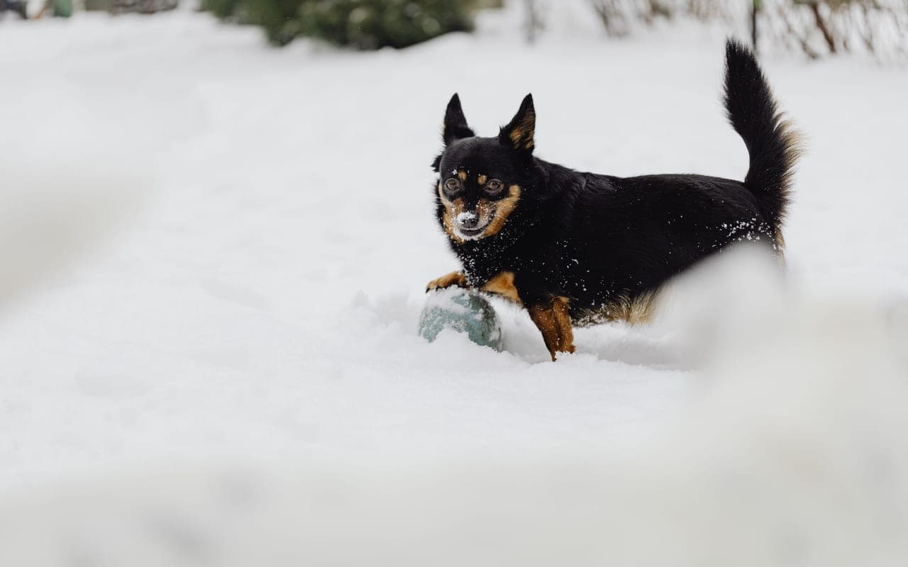 Lancashire Heeler — photo by https://kaboompics.com/ (Pexels)