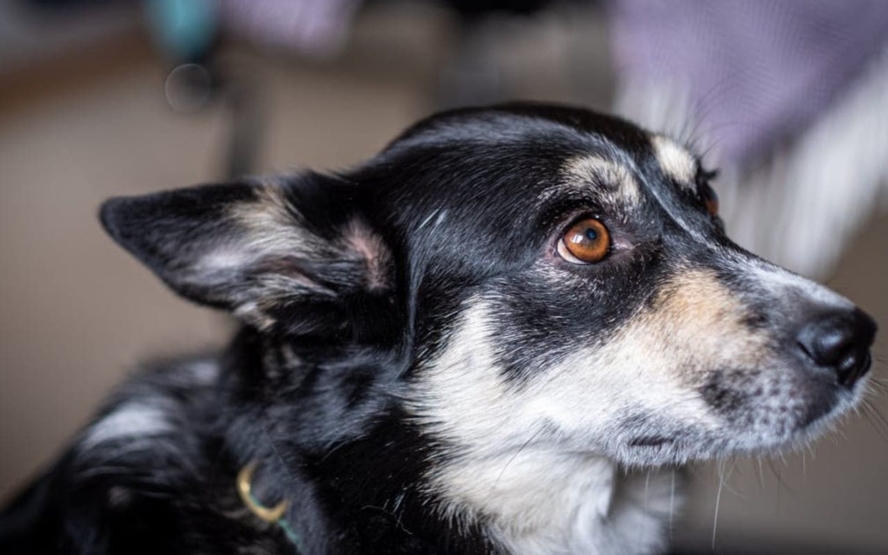 Lapponian Herder dog breed
