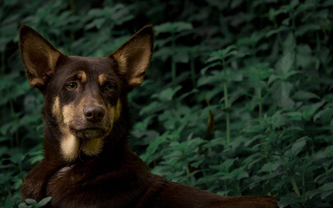 Lapponian Herder — gallery 2