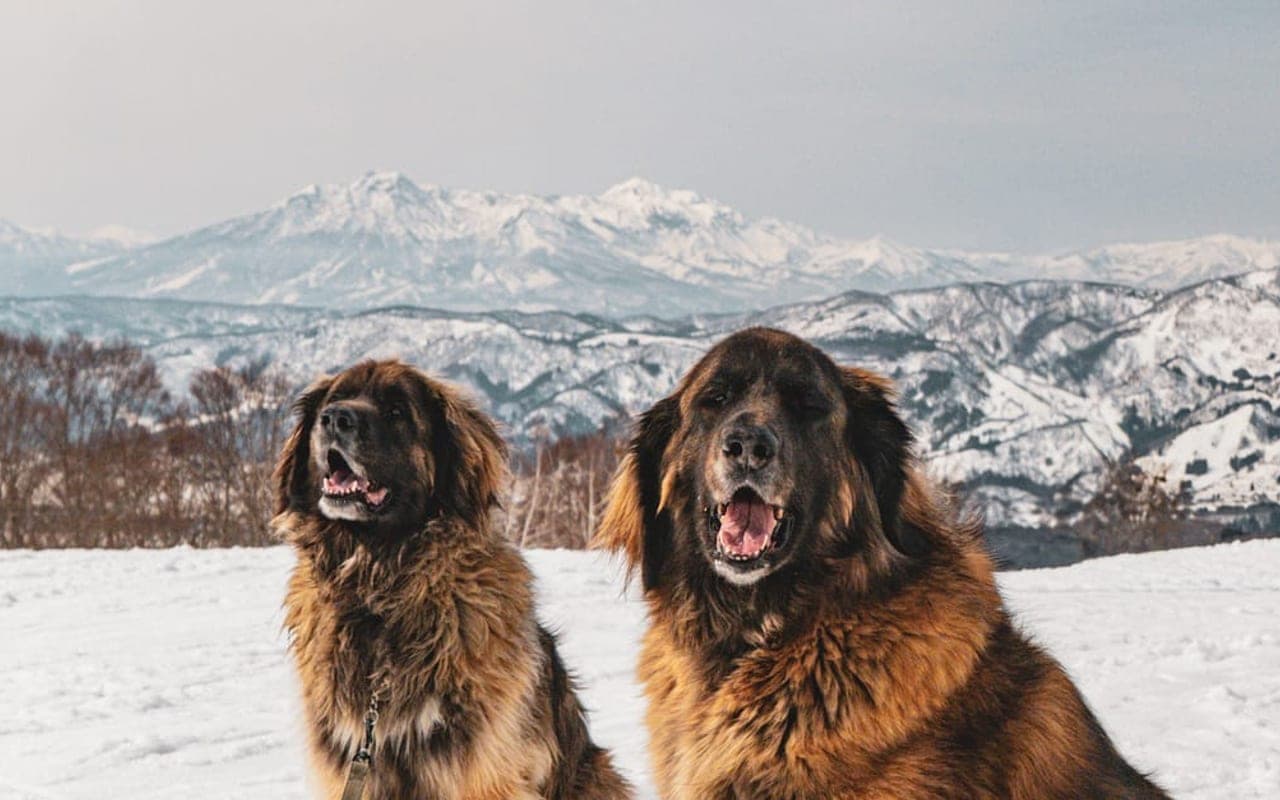 Leonberger dog breed portrait