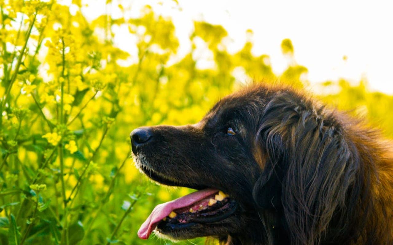 Leonberger — gallery 2