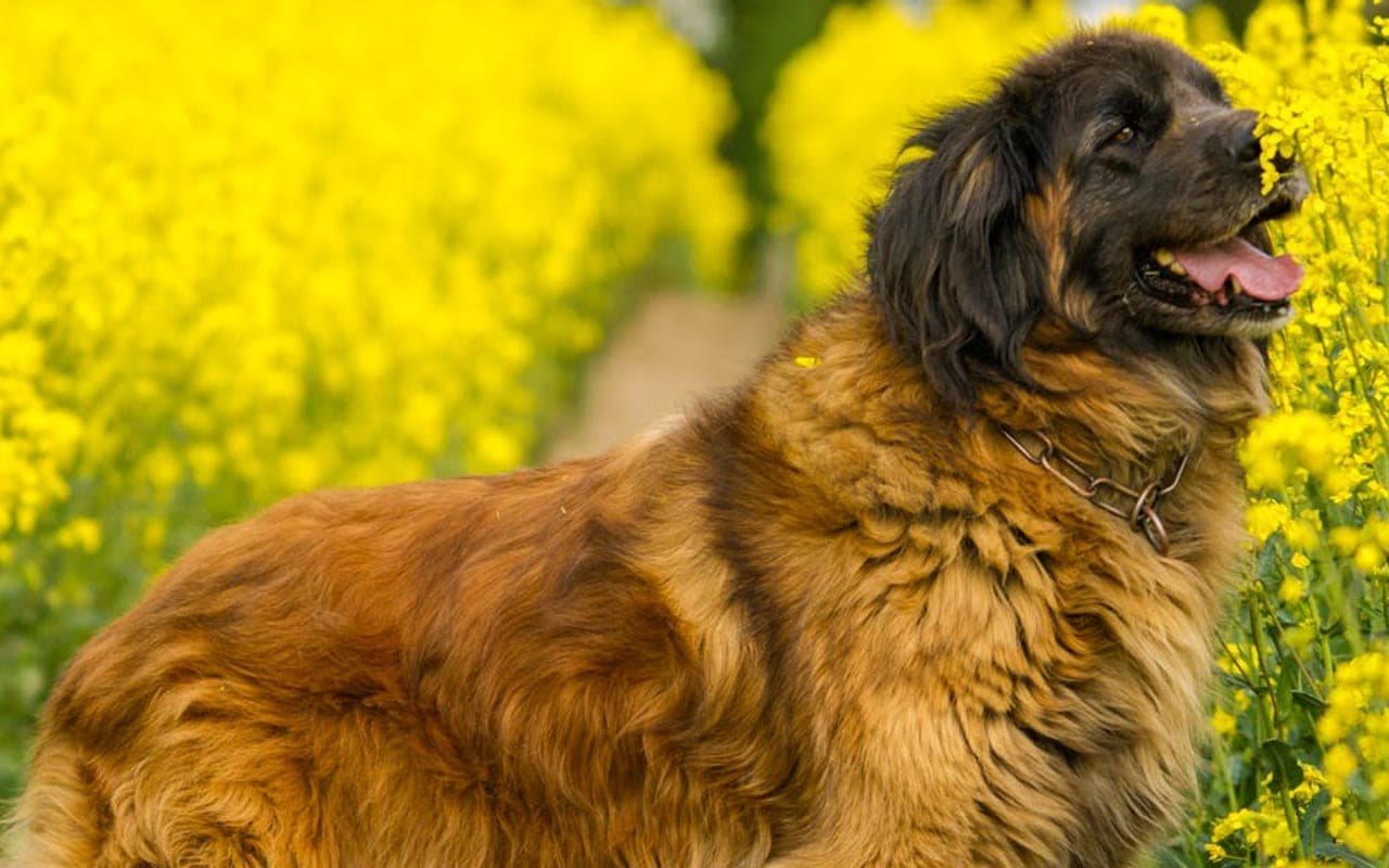 Leonberger — gallery 3