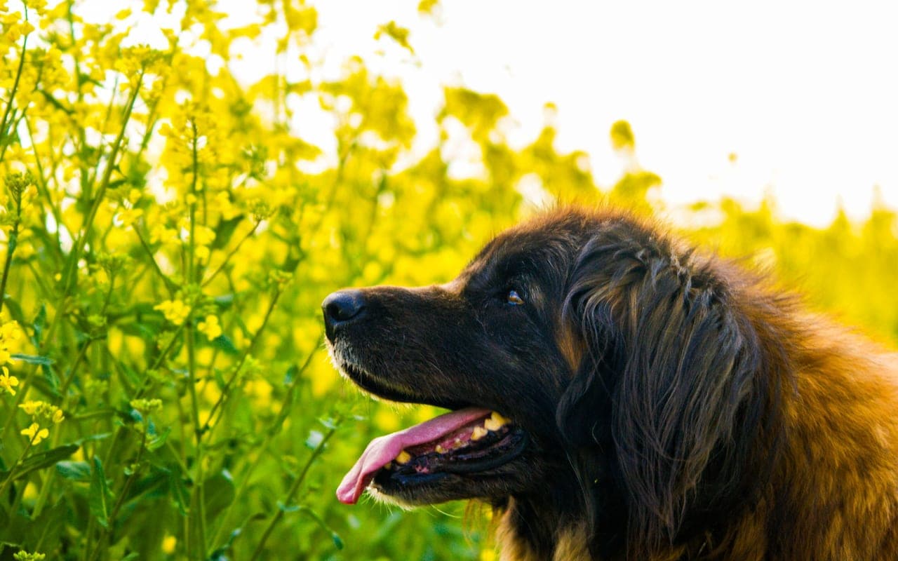 Leonberger — photo by Kevin Bruhn (Pexels)