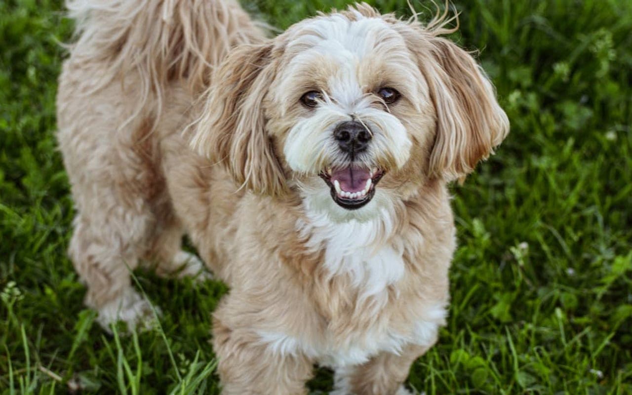 Lhasa Apso dog breed portrait