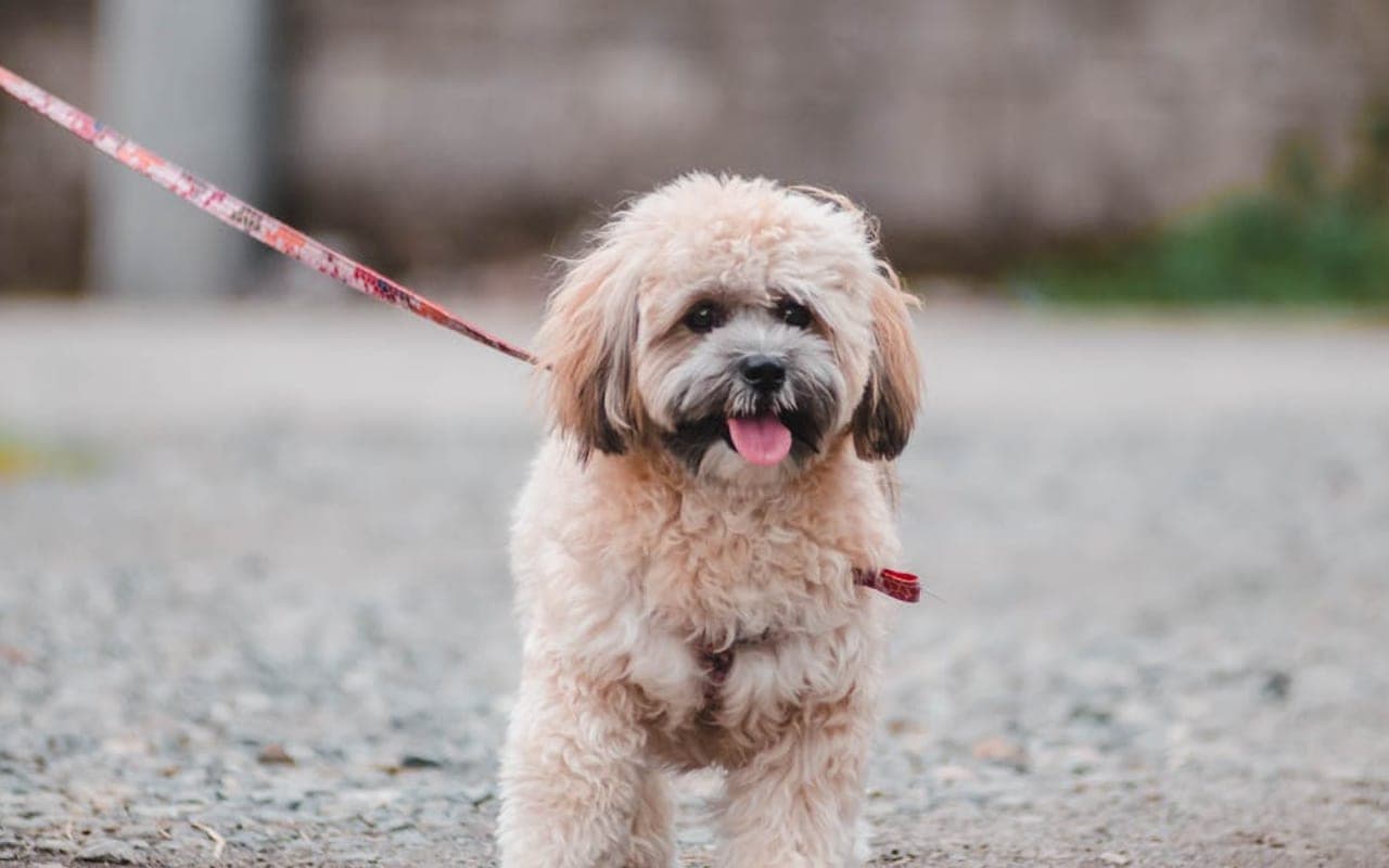Lhasa Apso — gallery 2