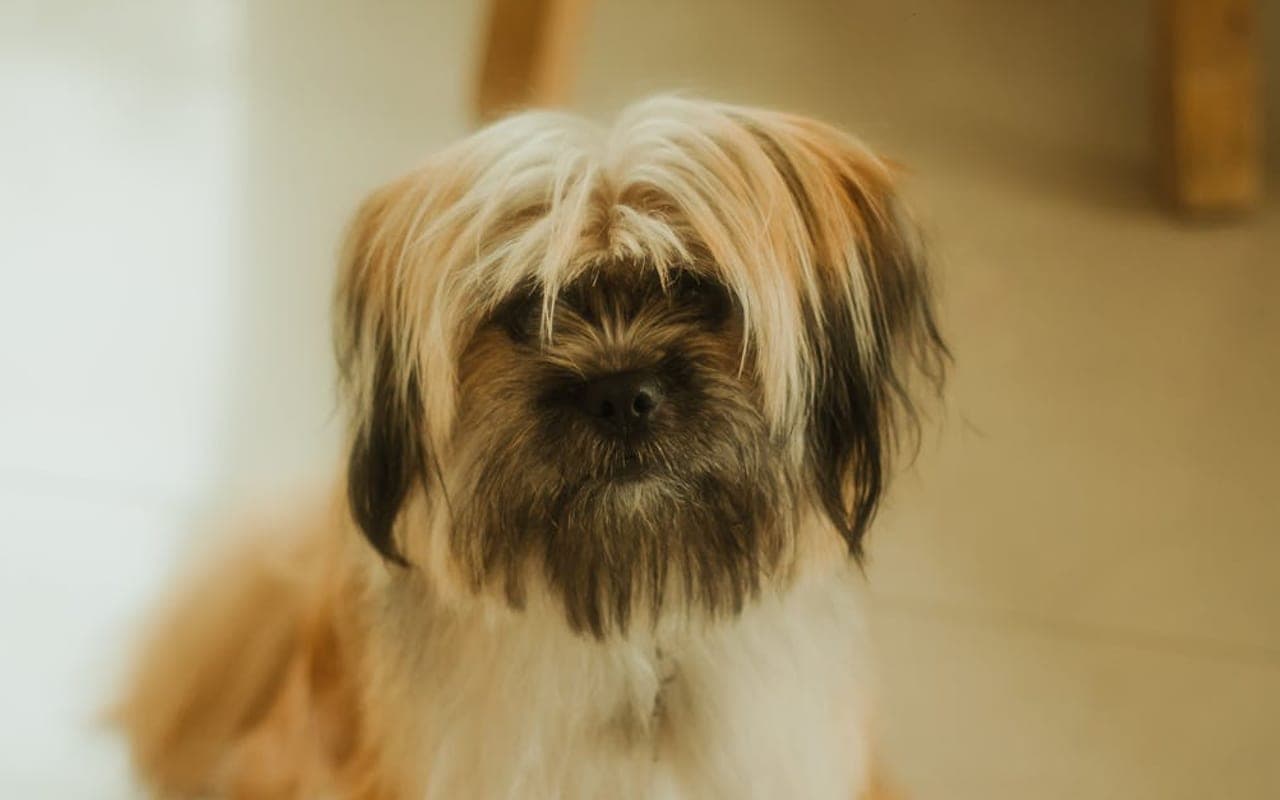 Lhasa Apso — gallery 3