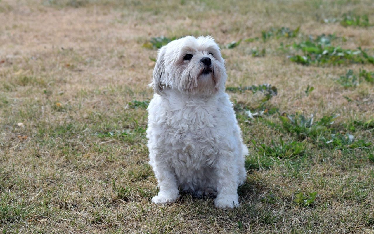 Lhasa Apso — photo by Inês Pavão (Pexels)