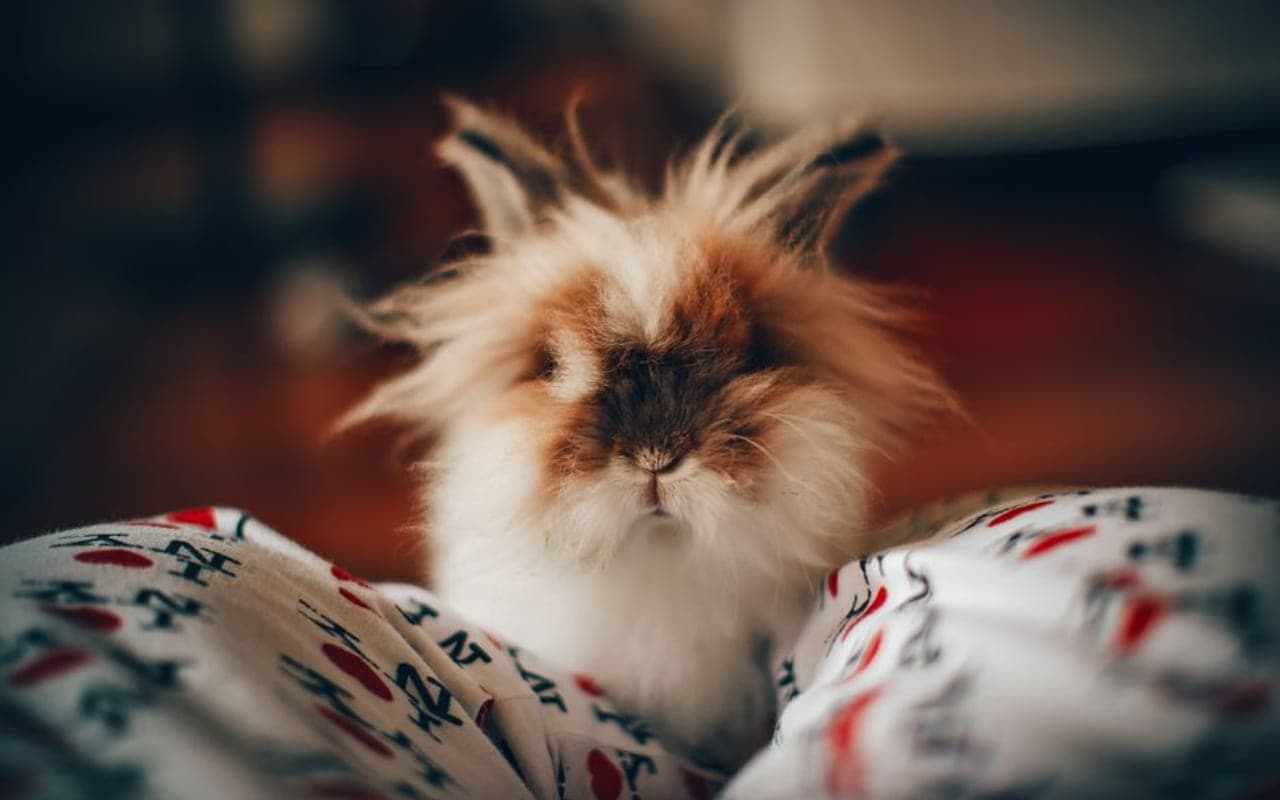 Lionhead — gallery 1 (Pexels)