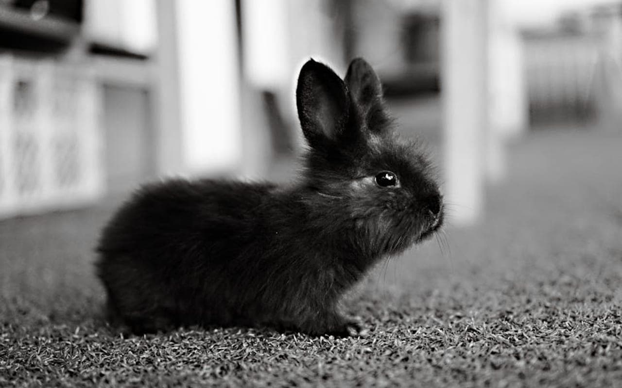 Lionhead — gallery 2 (Pexels)
