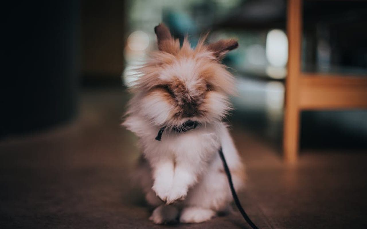 Lionhead — gallery 3 (Pexels)