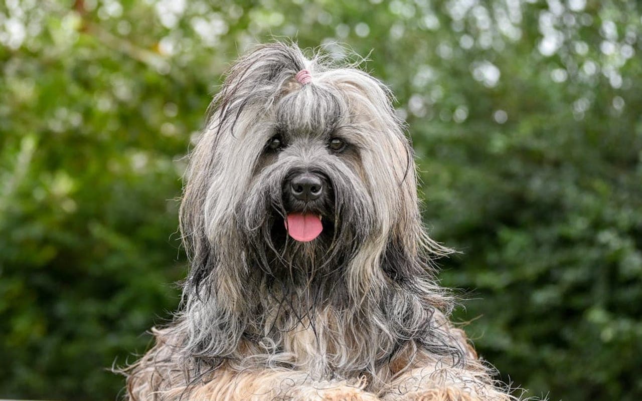Löwchen dog breed portrait