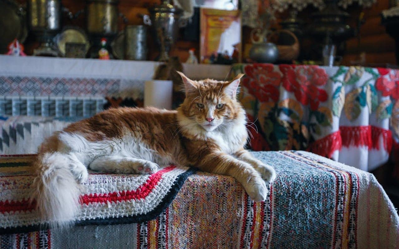 Maine Coon — gallery 2