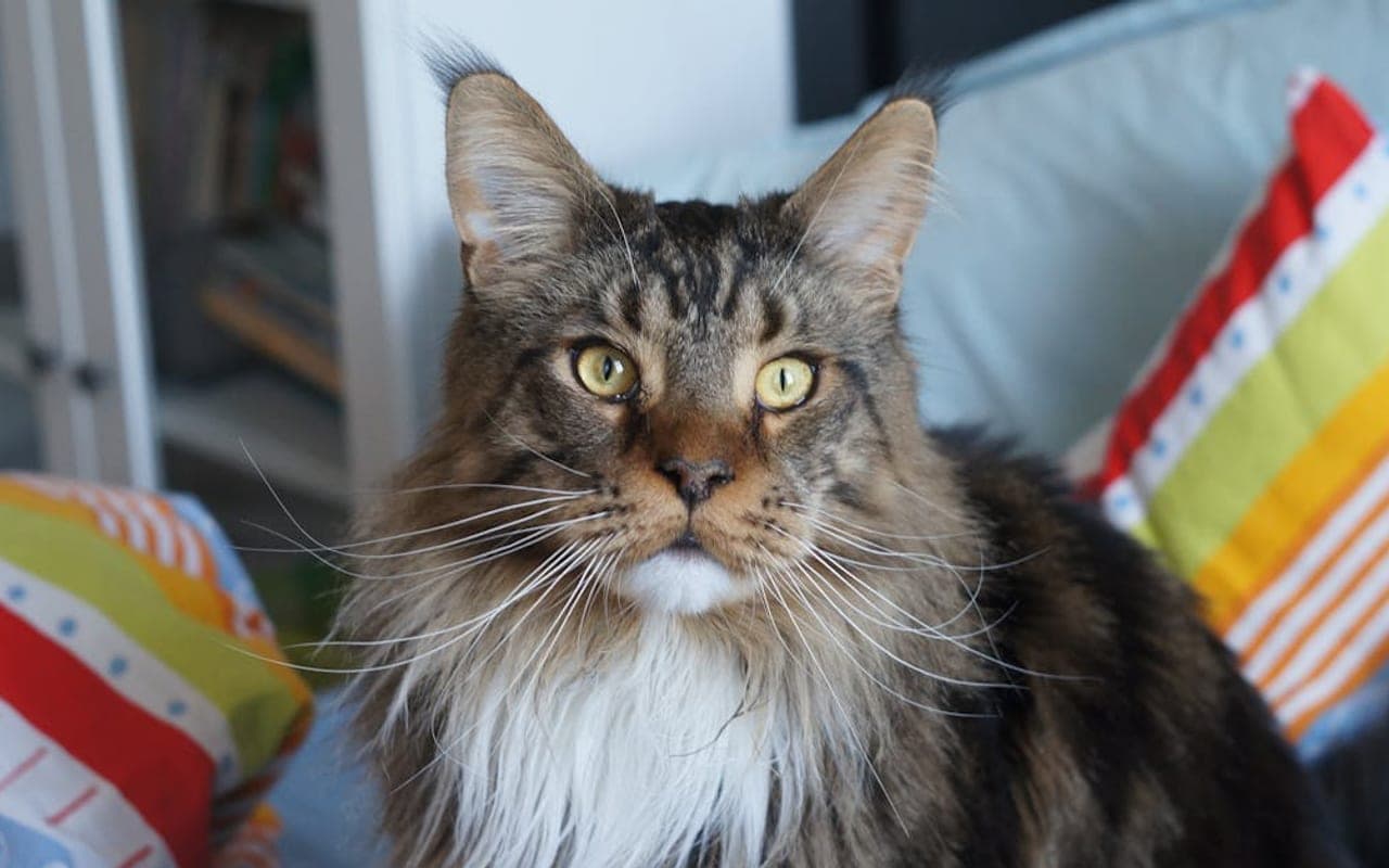 Maine Coon — gallery 3