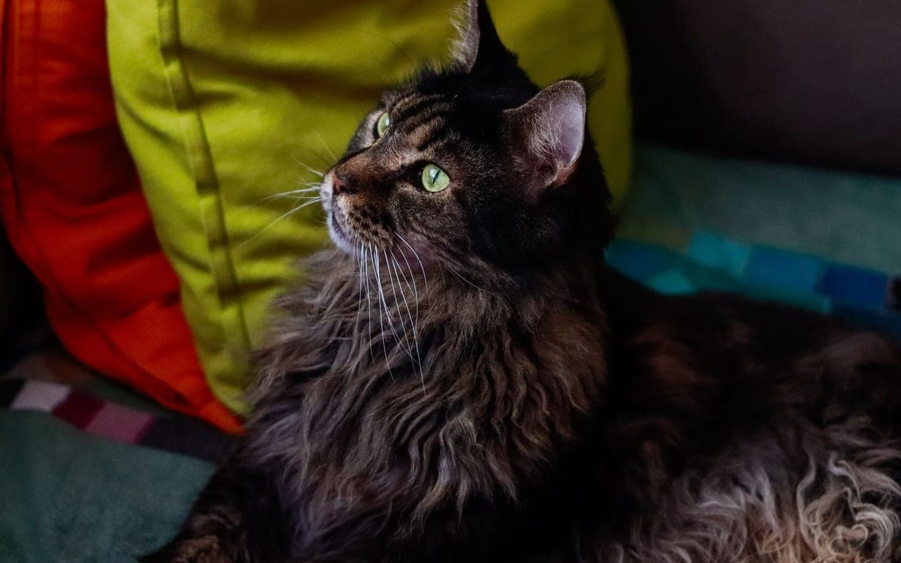 Maine Coon — photo by Ирина Сороколетова (Pexels)