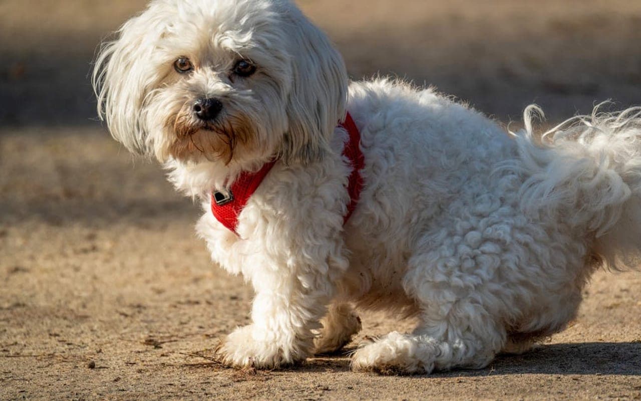 Maltese dog breed portrait