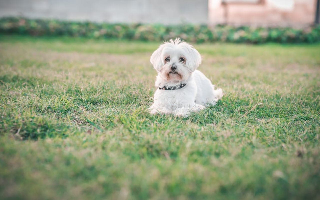 Maltese — gallery 2