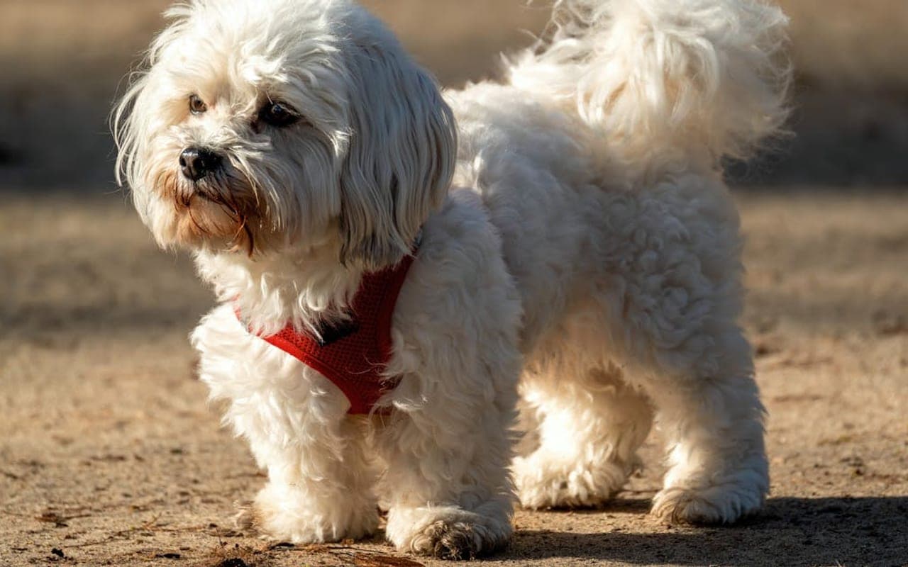 Maltese — gallery 3