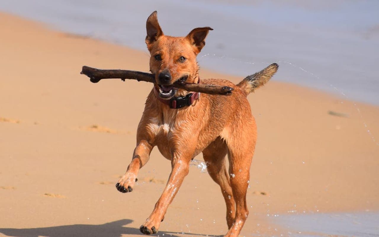 Manchester Terrier (Standard)