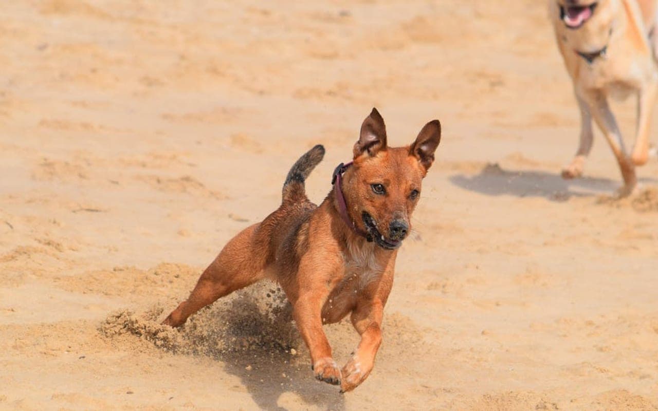 Manchester Terrier (Standard) — gallery 3